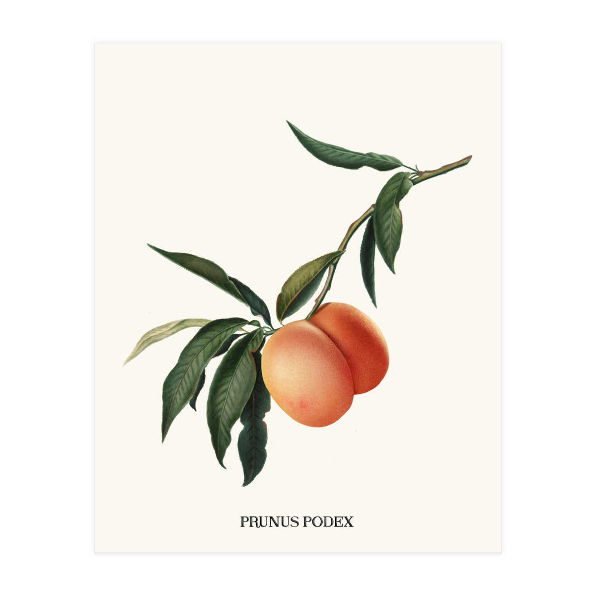 Peachy (Print Only)