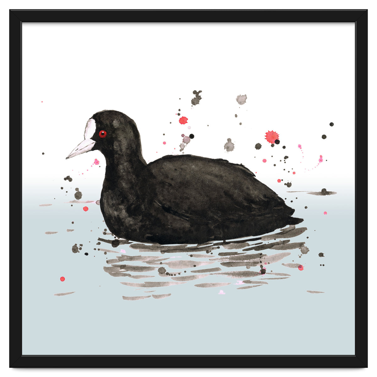 Common coot