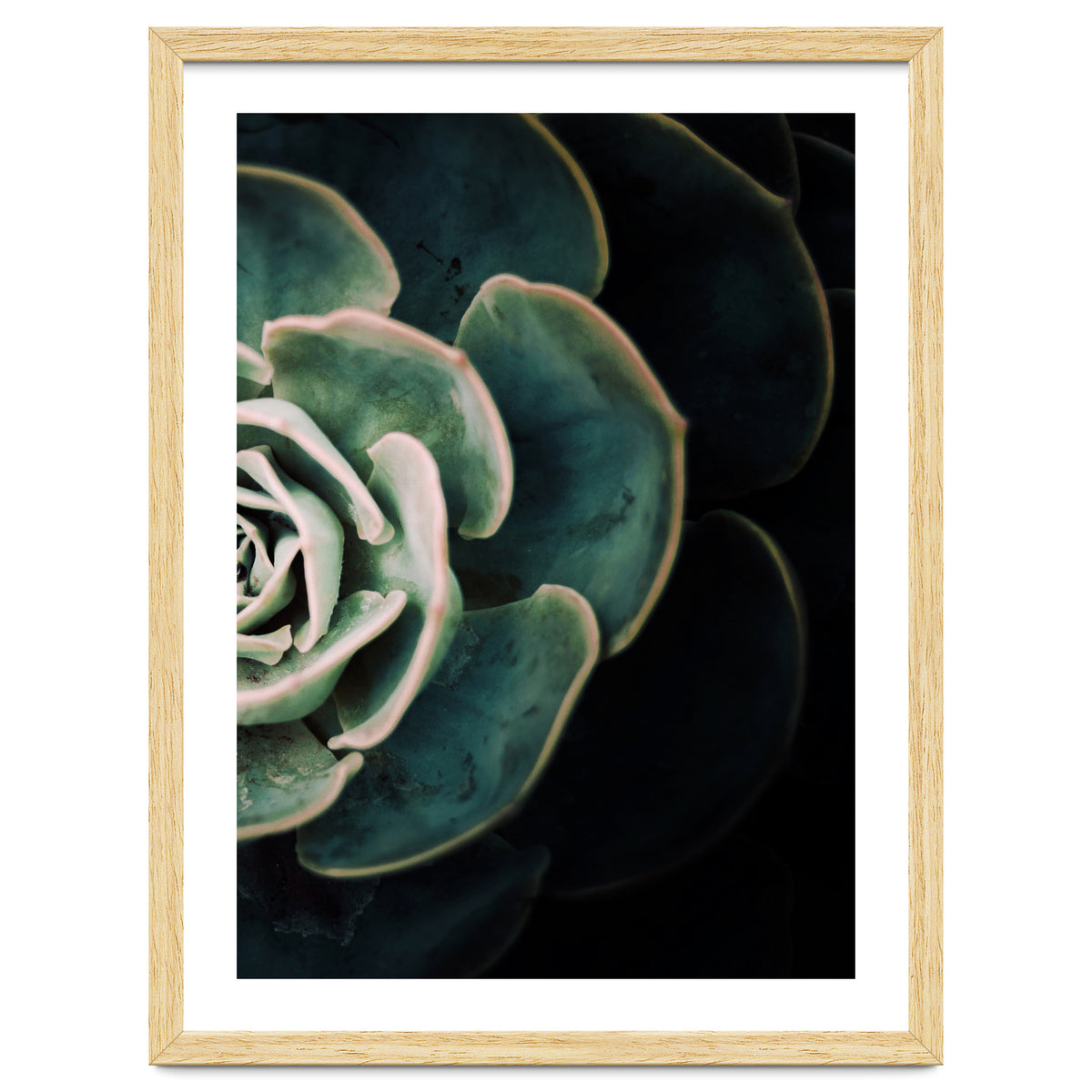 Darkside Of Succulents 4-B