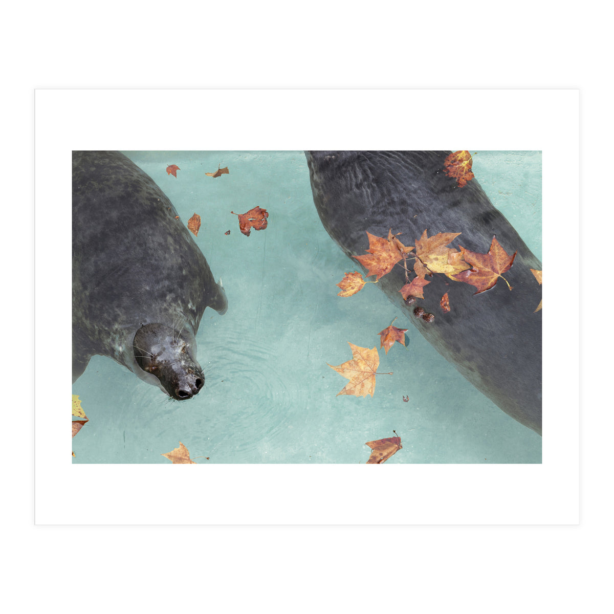 Wup-Wup-Wup (Print Only)