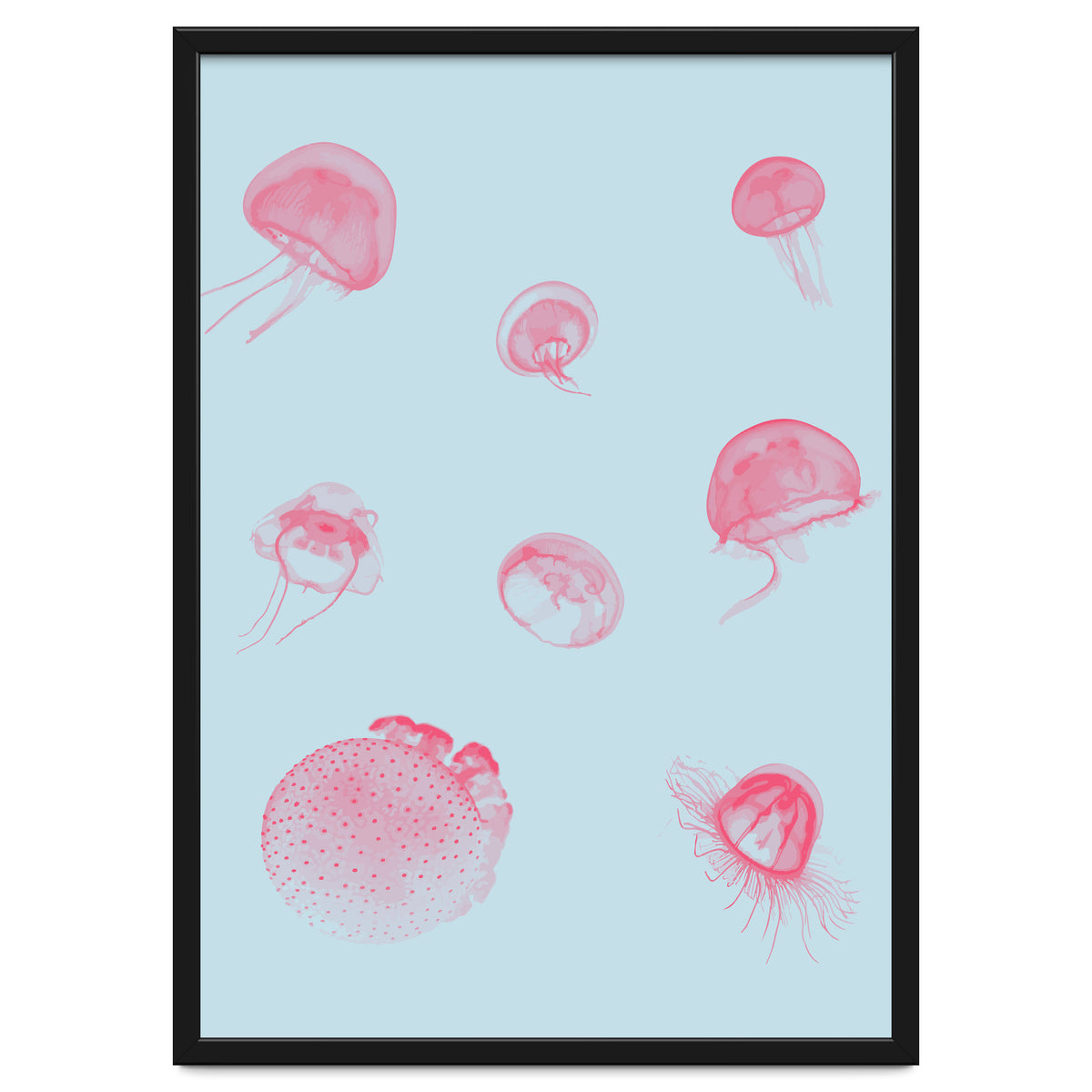 Jellyfish