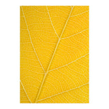 Autumn Leaf (Print Only) thumbnail