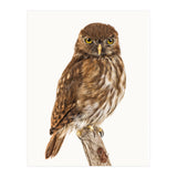 Cc Birds 10 (Print Only) thumbnail