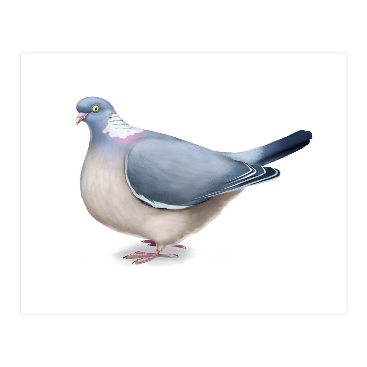 Wood Pigeon (Print Only)