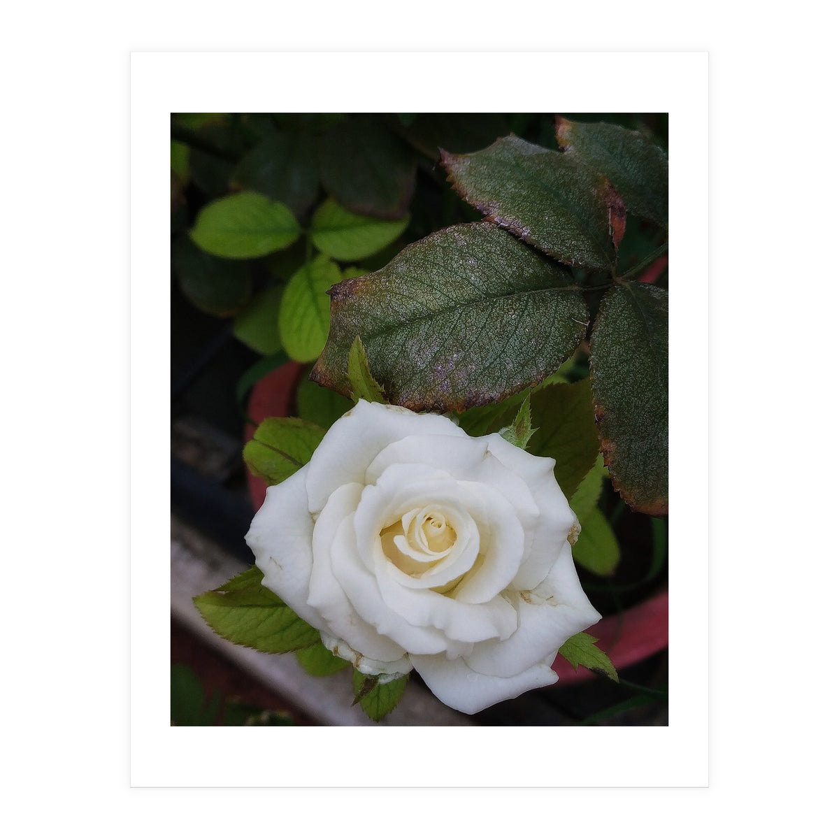 Angel Rose (Print Only)