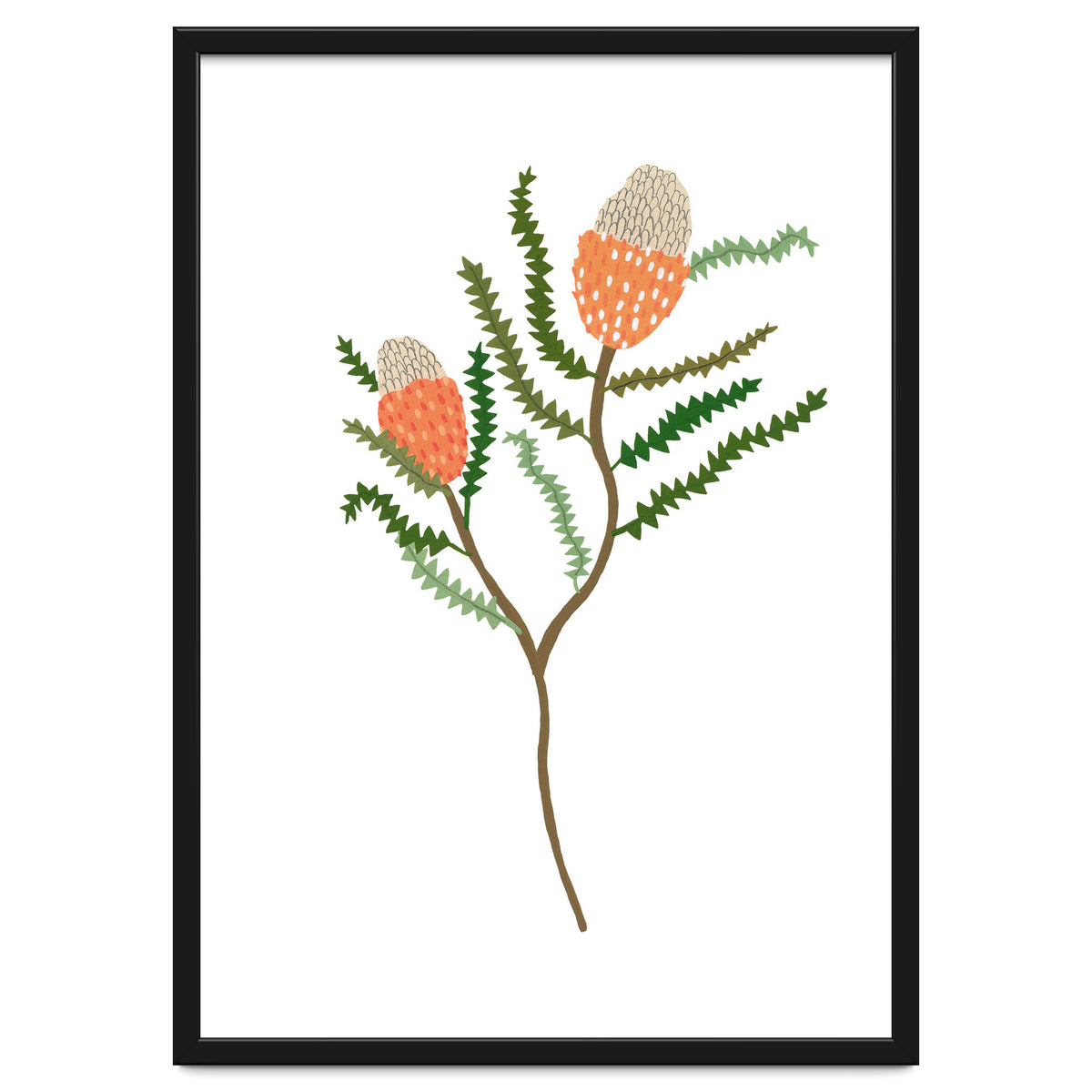 Banksia Flowers