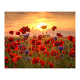 Poppies Sunset (Print Only) thumbnail