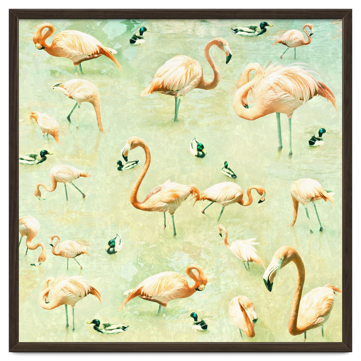 Flamingos