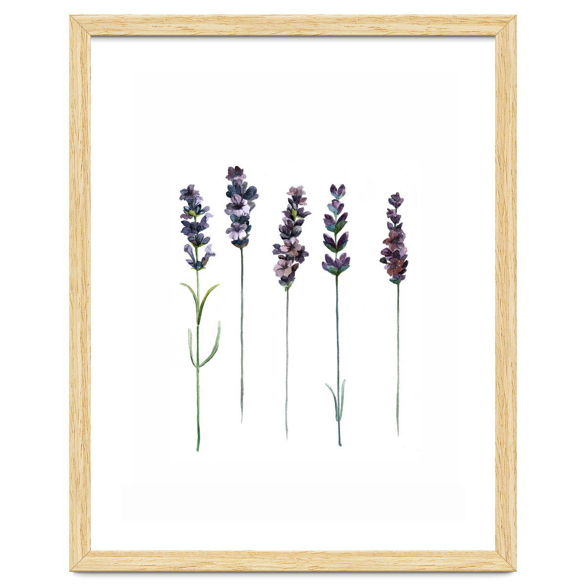 Botanical Illustration Lavender