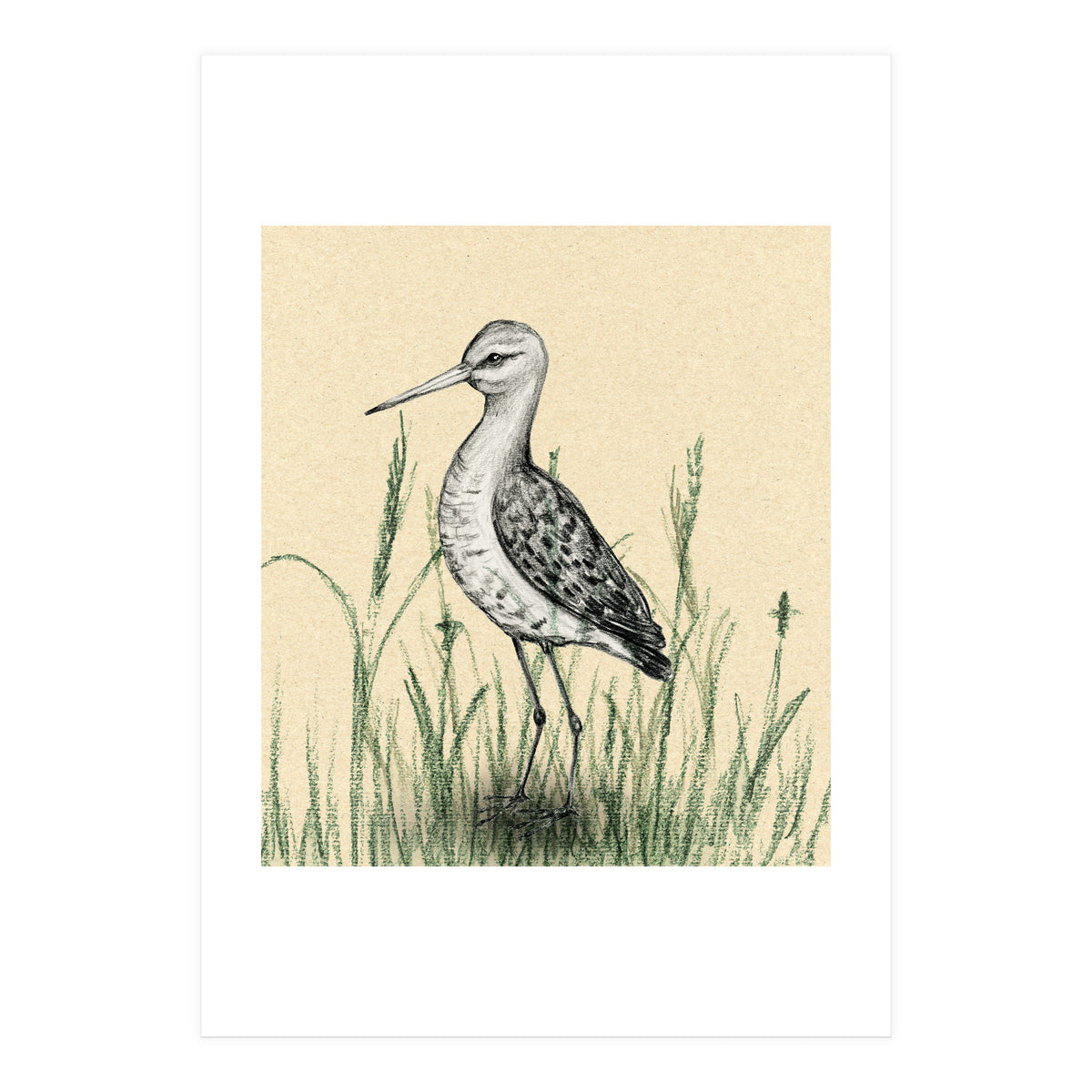 Black-tailed godwit in the grass (Print Only)