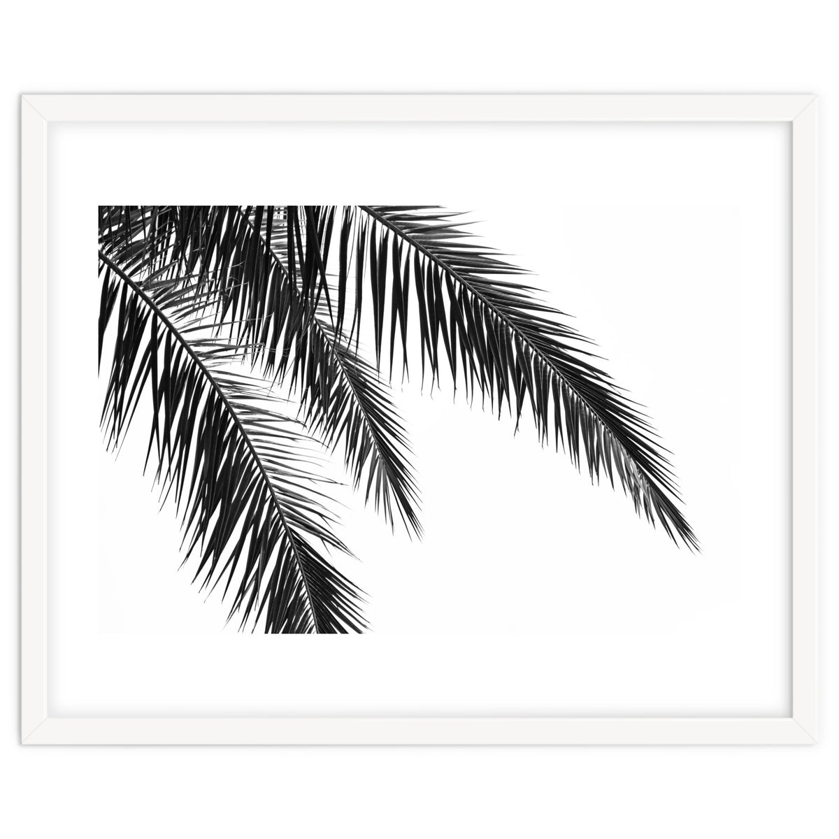 Palm Leaves