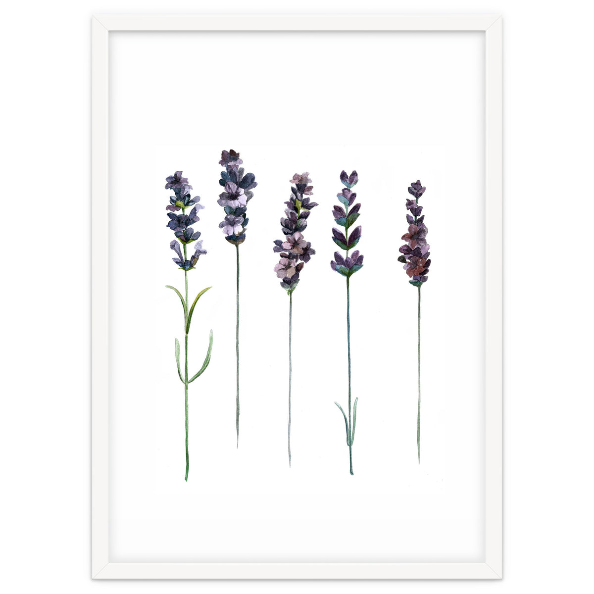 Botanical Illustration Lavender