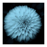 Asteraceae (Print Only) thumbnail