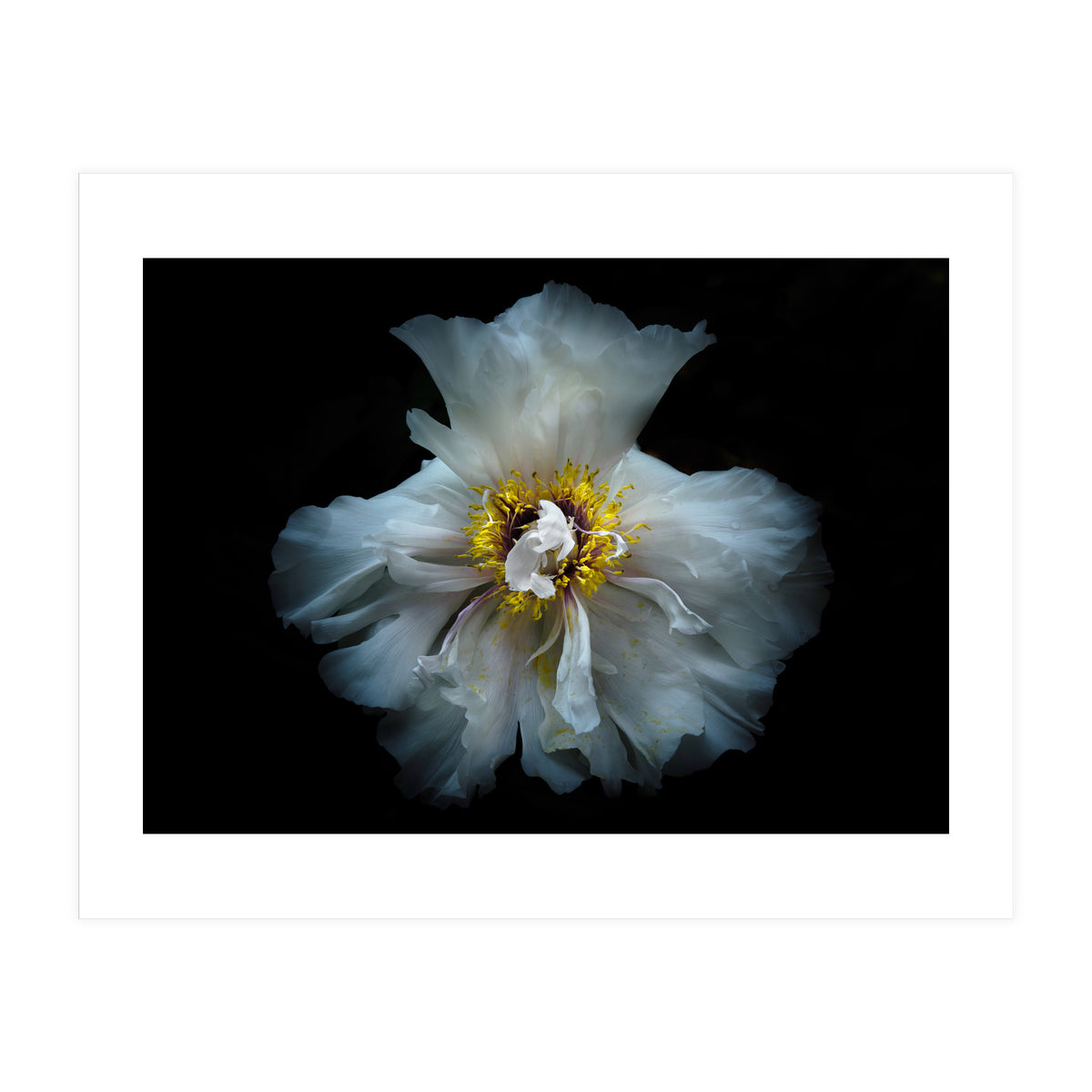 Backyard Flowers 49 Color Version (Print Only)