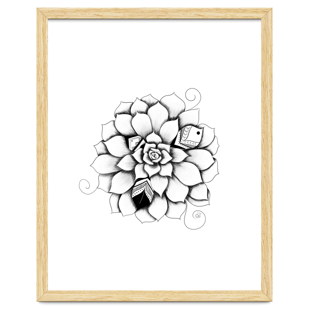 Poetic Echeveria Plant