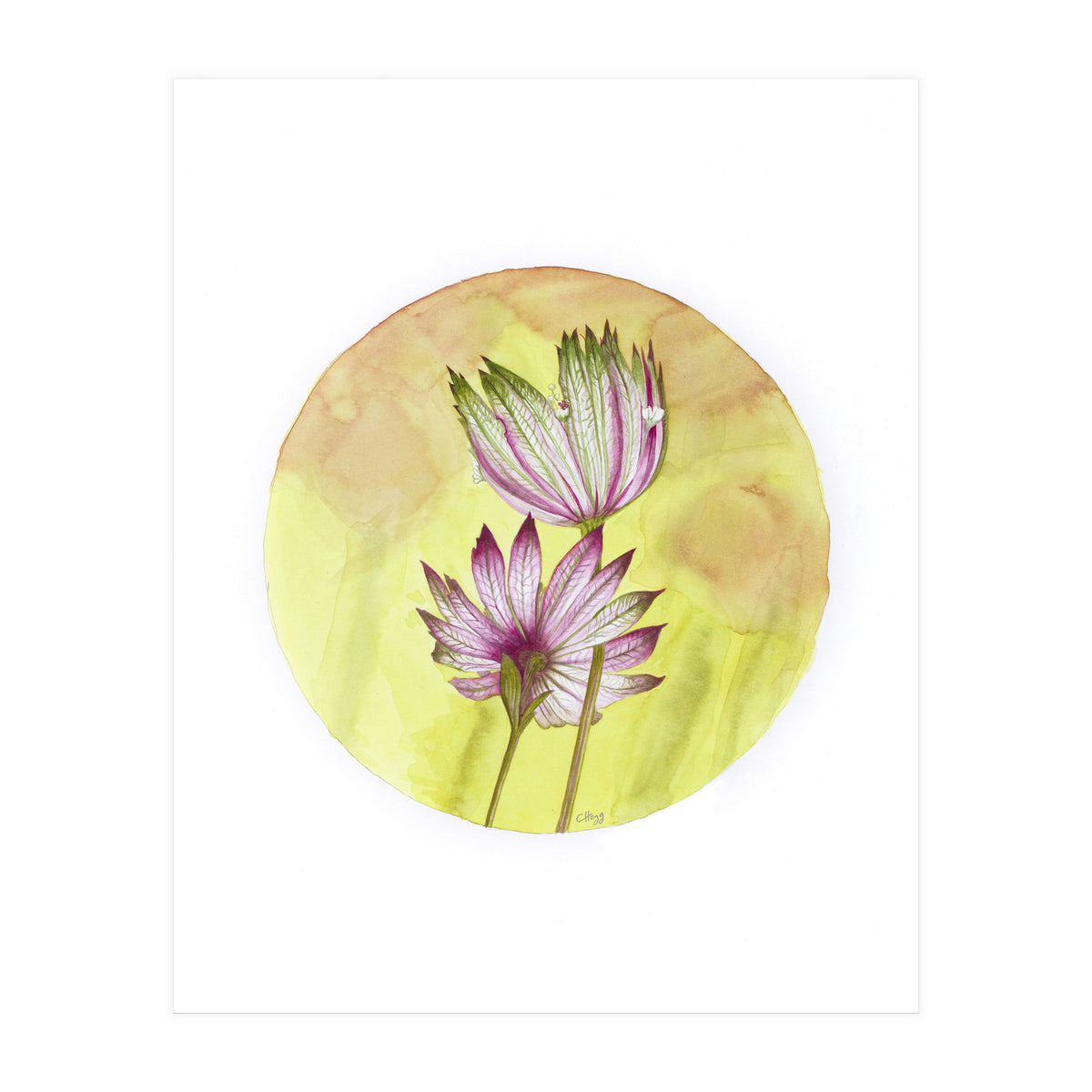 Circular Astrantia  (Print Only)