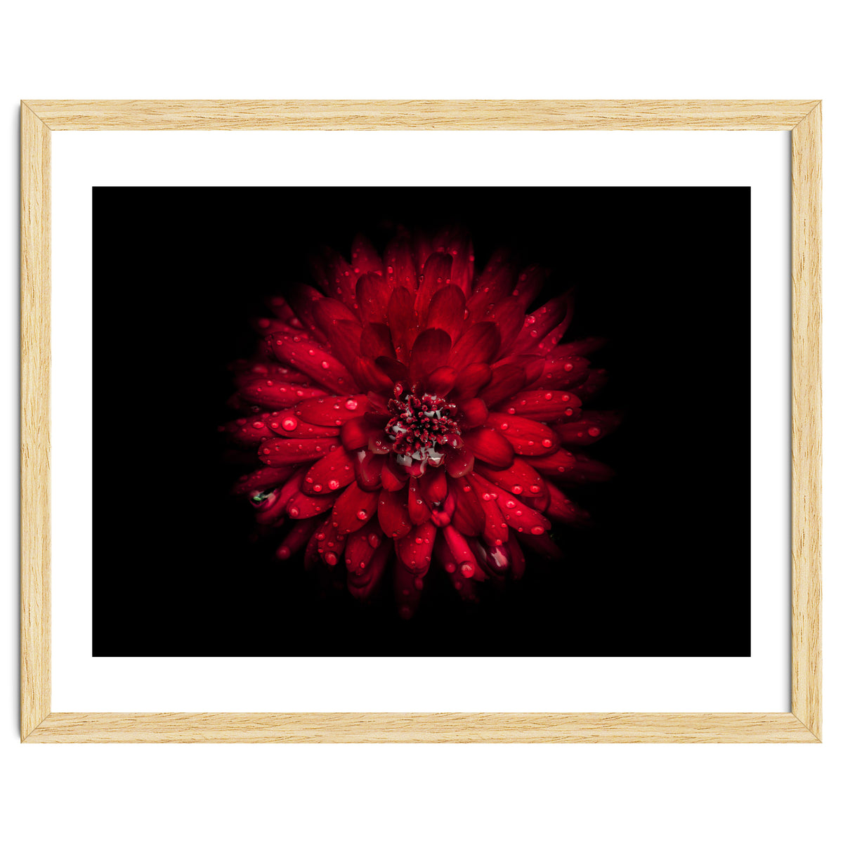 Backyard Flowers 45 Color Version