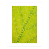 Autumn Leaf (Print Only) thumbnail