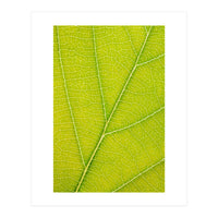 Autumn Leaf (Print Only)