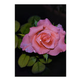 Pink Dew Rose (Print Only) thumbnail