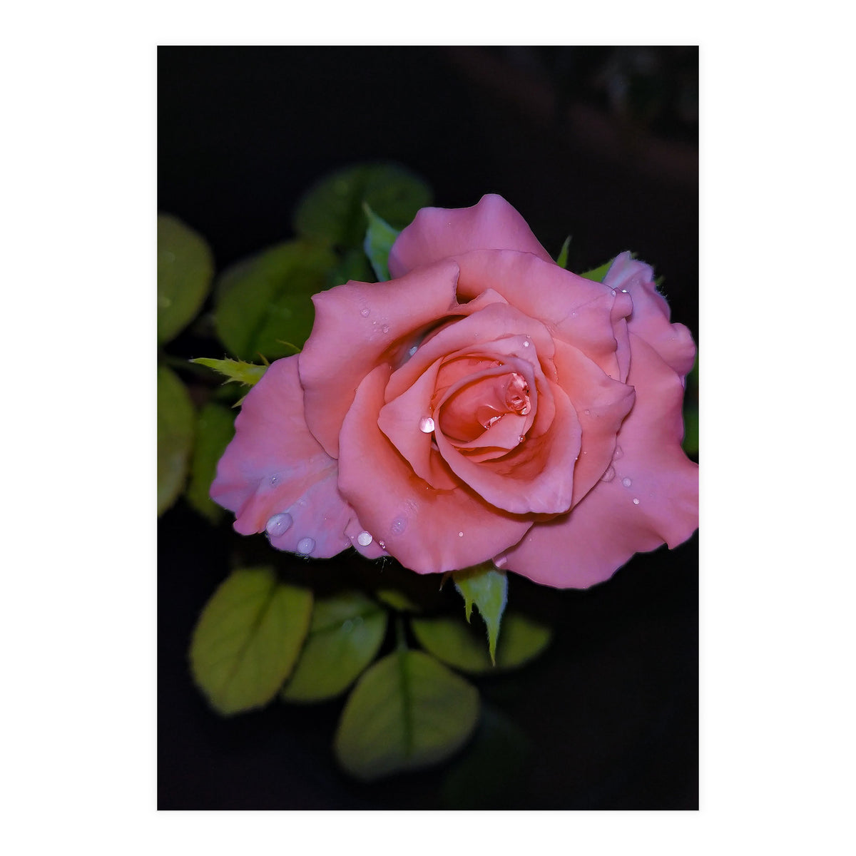 Pink Dew Rose (Print Only)