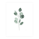 Botanical Illustration Eukalyptus2 (Print Only) thumbnail