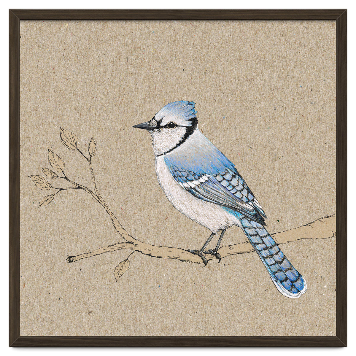 Blue jay