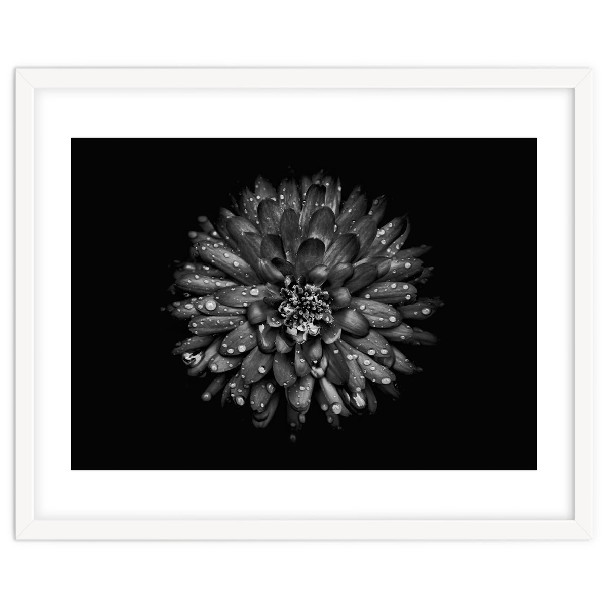 Backyard Flowers In Black And White No 45