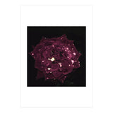 Shining Red Rose (Print Only) thumbnail