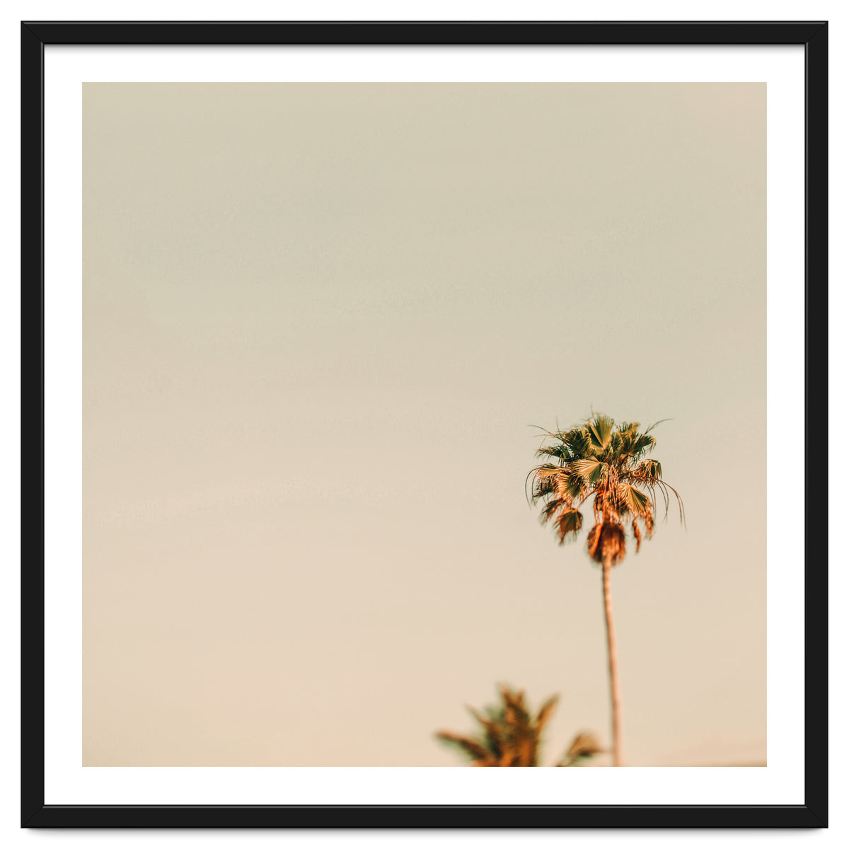 Minimal Palms
