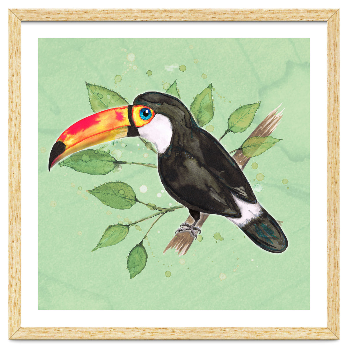 Toco toucan