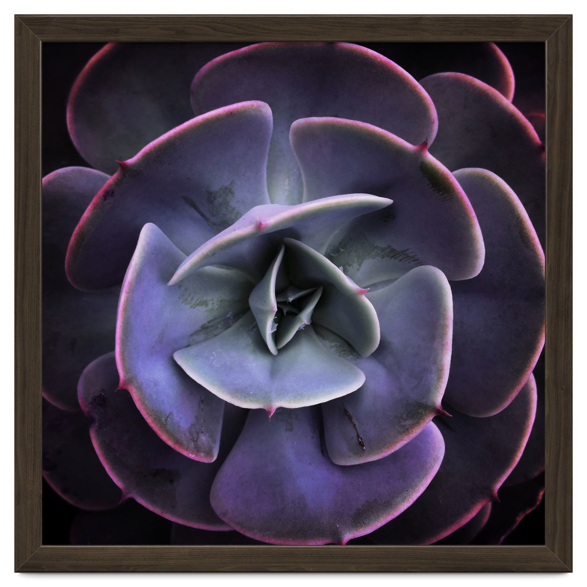 DARKSIDE OF SUCCULENTS VII