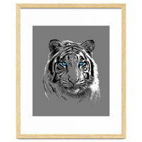 Sketch Tiger