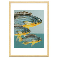 Fish Classic Designs 12