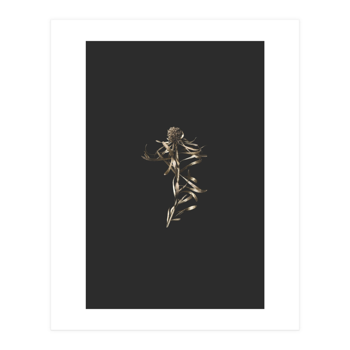 Magical Golden Fynbos (Print Only)