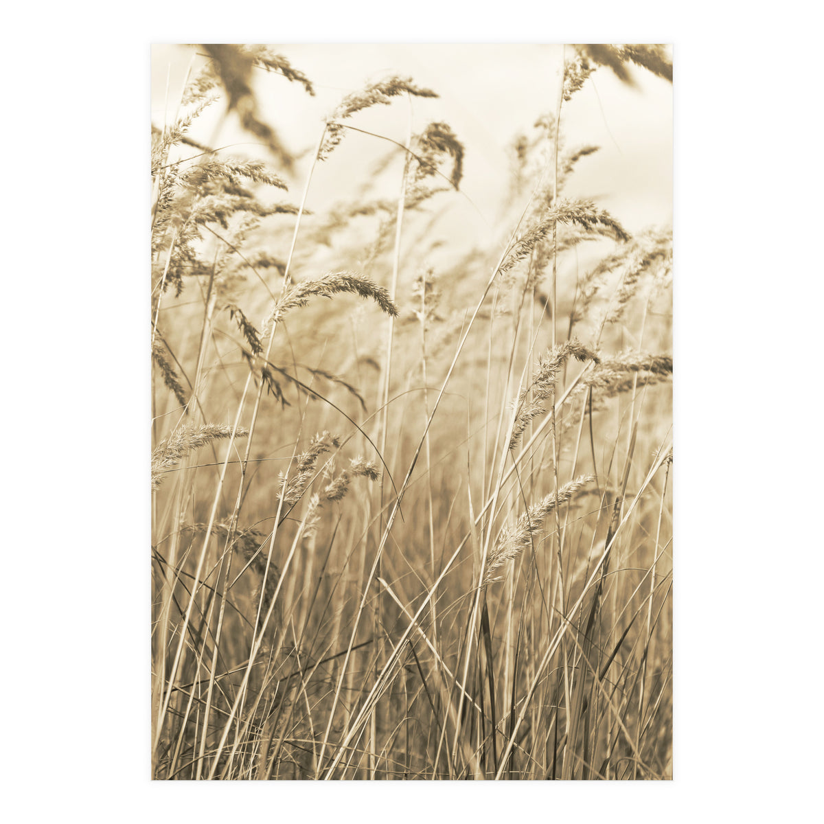 Grass (Print Only)