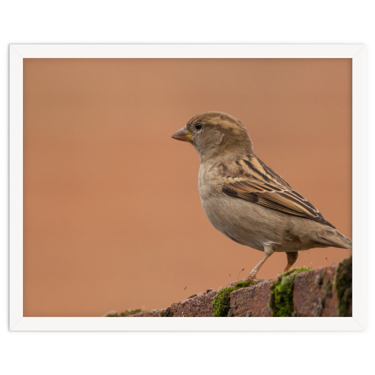 House Sparrow