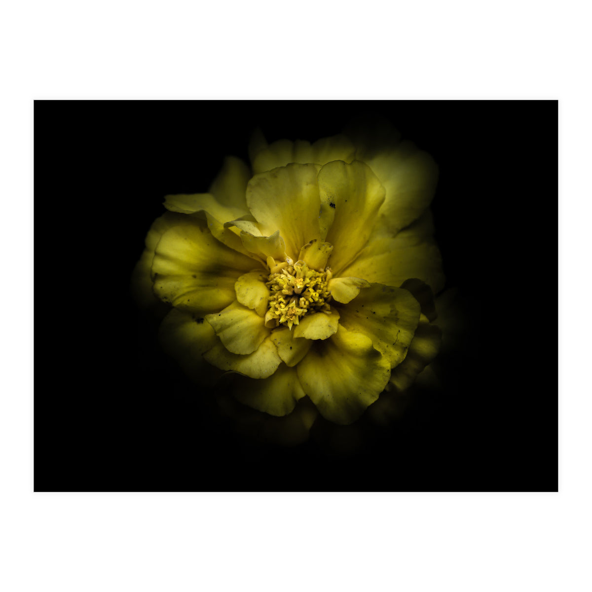 Backyard Flowers No 41 Color Version (Print Only)