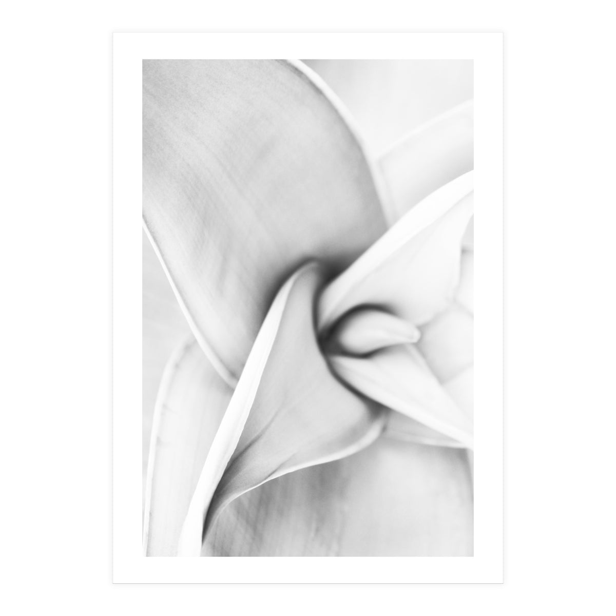 Agave plant (Print Only)