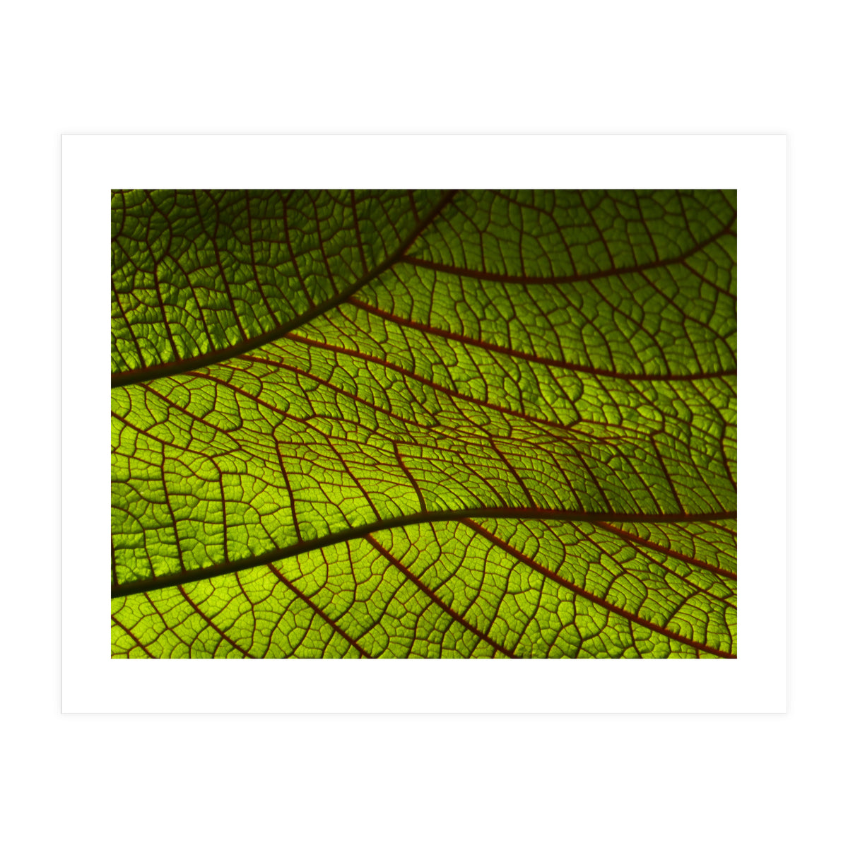 Leaf (Print Only)