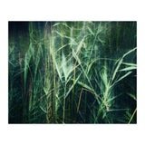 green green grass (Print Only) thumbnail