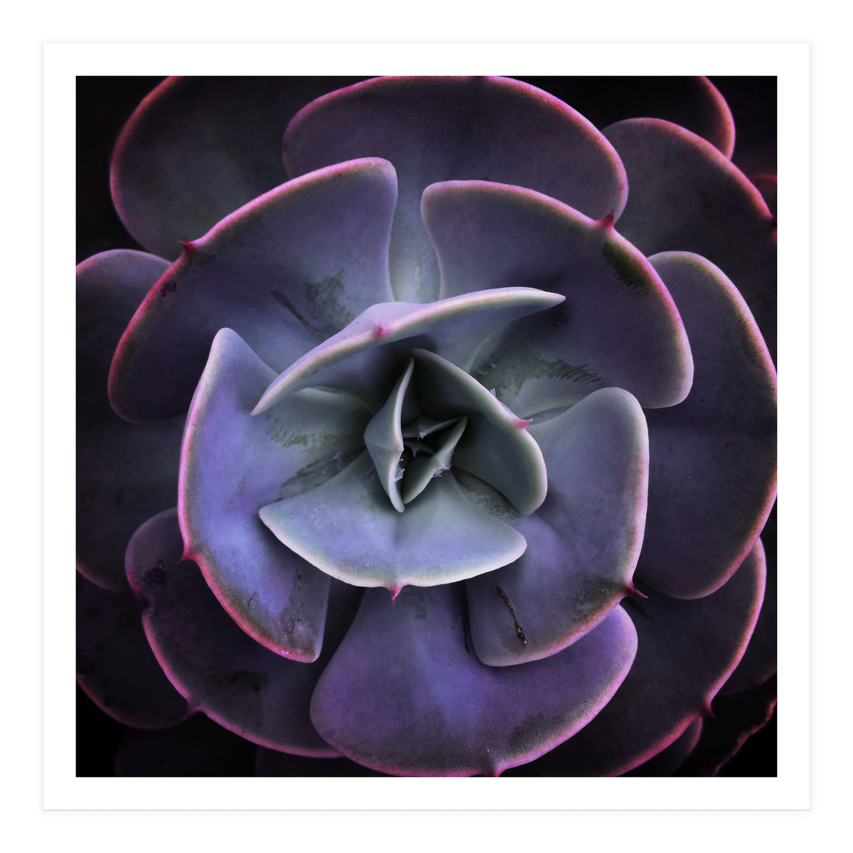 DARKSIDE OF SUCCULENTS VII (Print Only)