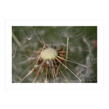 Dandelion Seeds (Print Only) thumbnail