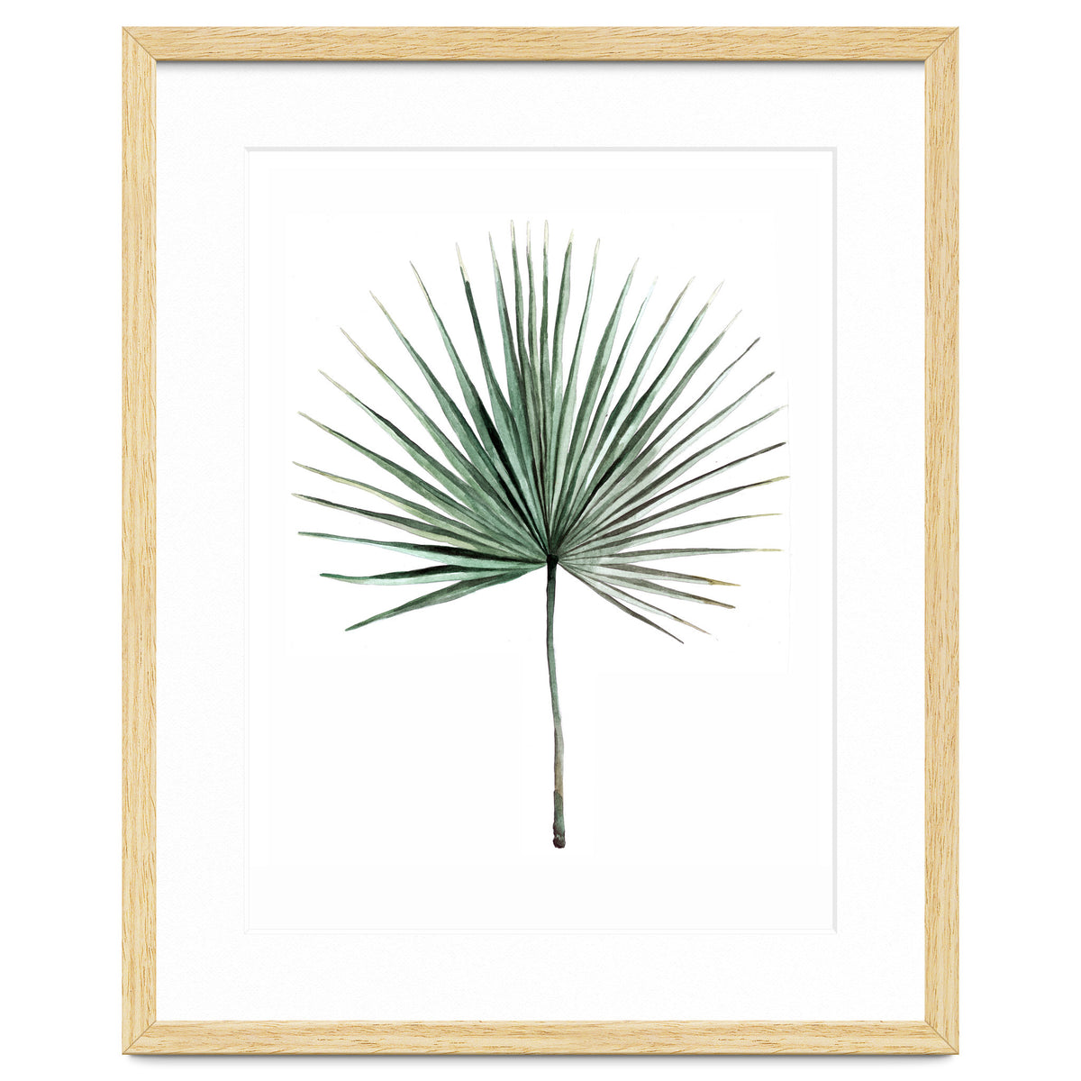 Botanical Illustration Fanpalm