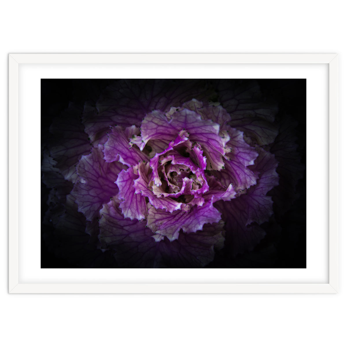 Backyard Flowers No 42 Color Version