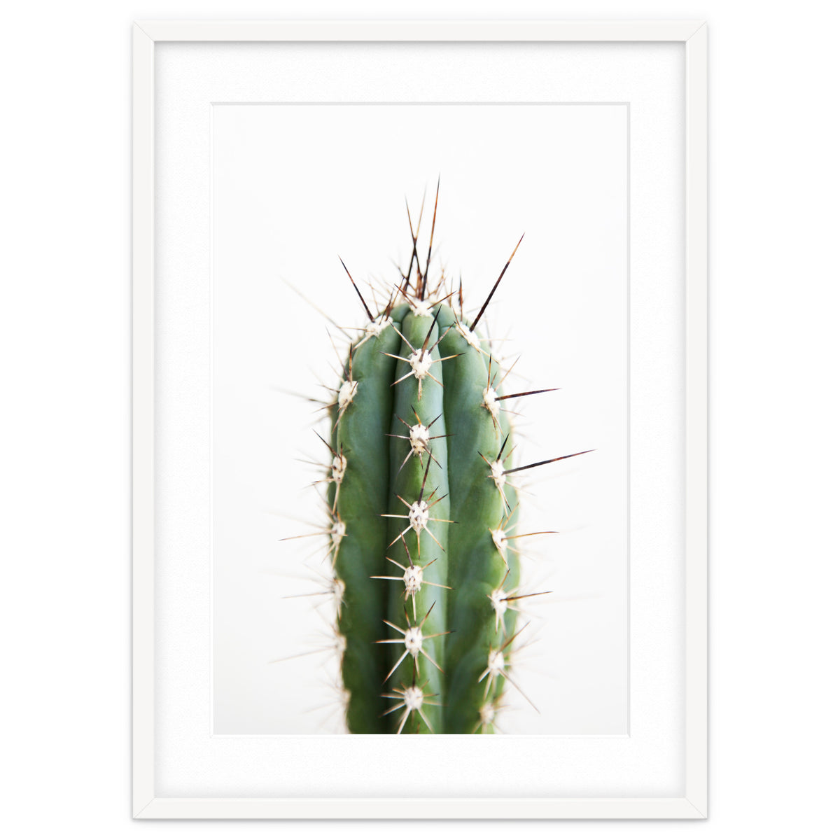Cacti
