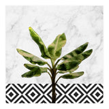Banana Plant On White Marble And Checker Wall (Print Only) thumbnail