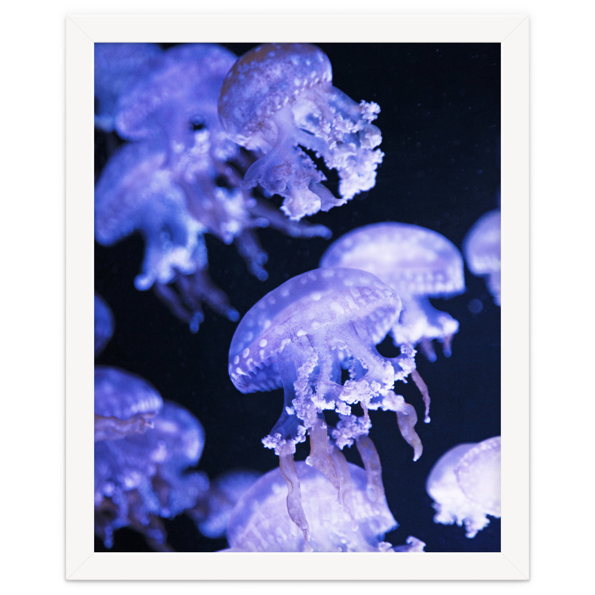 Jellyfish