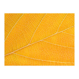 Autumn Leaf  (Print Only) thumbnail