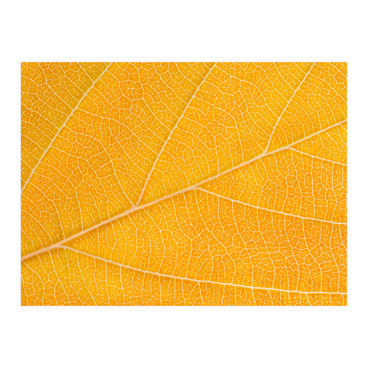 Autumn Leaf  (Print Only)